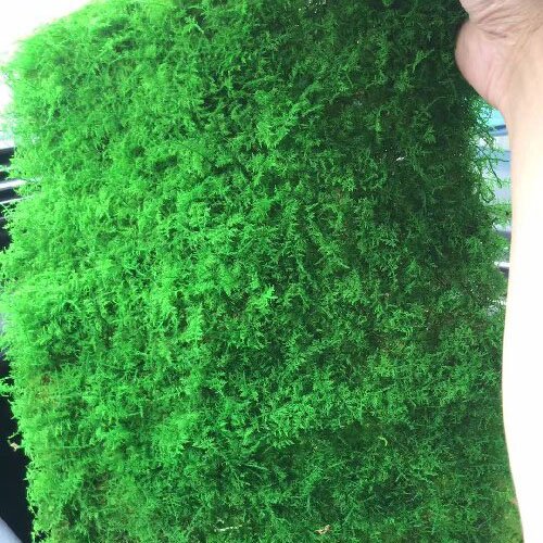 Preserved big feather moss stabilized natural real moss
