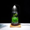 Preserved moss terrariums natural moss indoor plants