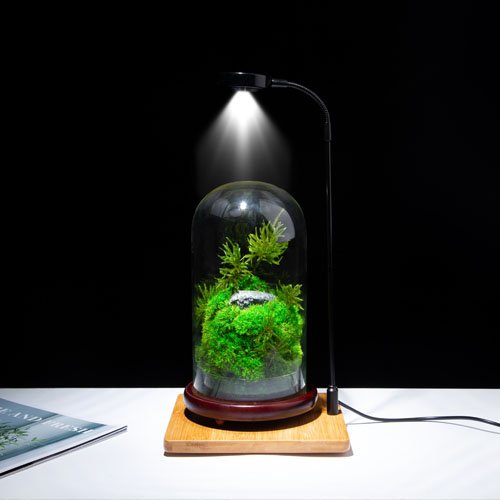 Preserved moss terrariums natural moss indoor plants