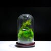 Preserved moss terrariums natural moss indoor plants