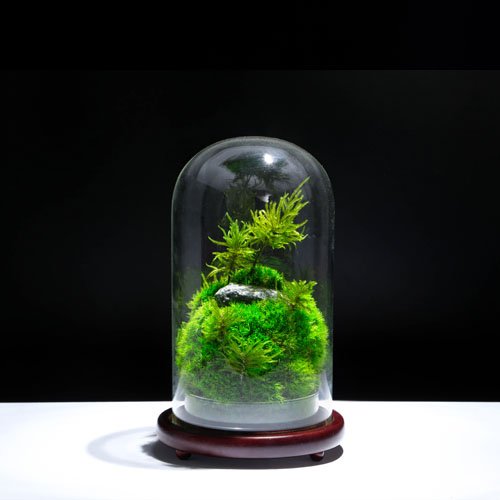 Preserved moss terrariums natural moss indoor plants