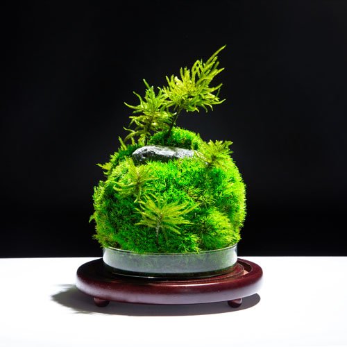 Preserved moss terrariums natural moss indoor plants
