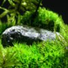 Preserved moss terrariums natural moss indoor plants