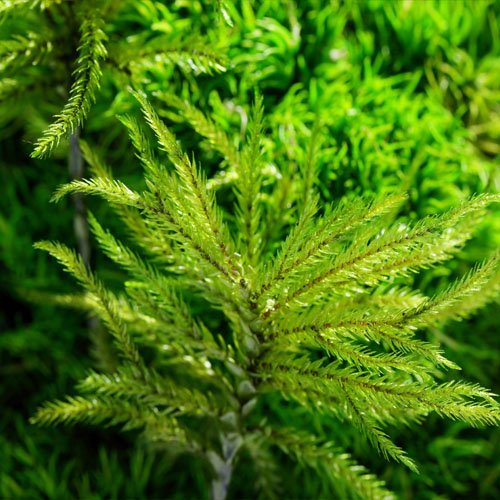 Preserved moss terrariums natural moss indoor plants