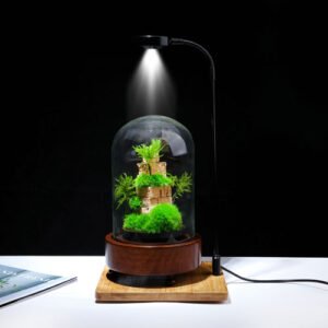 Terrarium stabilized preserved moss plants indoor