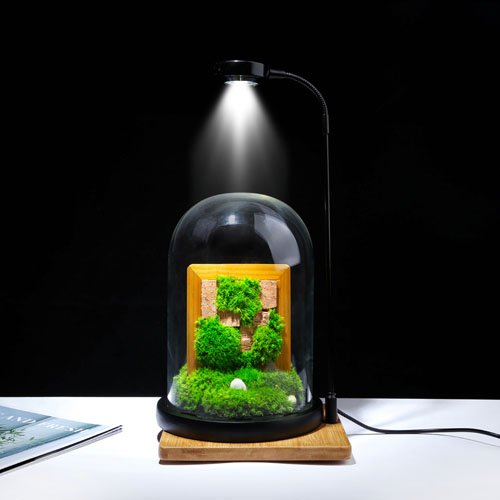 Glass Plant Terrarium Preserved Moss Micro-Landscape for Home Garden Office Decoration