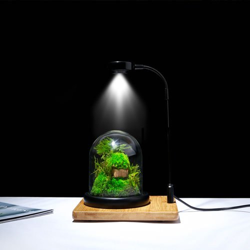 Preserved Moss Micro-Landscape Terrarium for Home Garden Office Tabletop Decoration