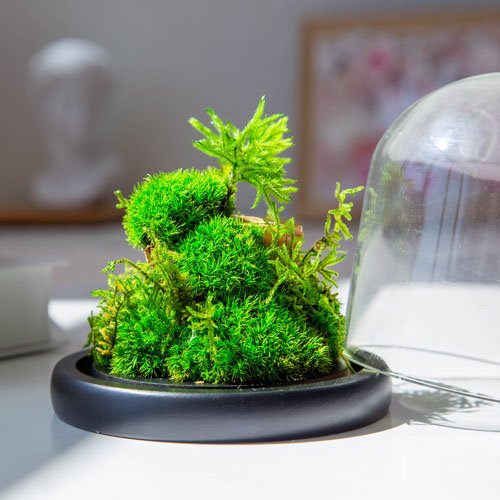 Preserved Moss Micro-Landscape Terrarium for Home Garden Office Tabletop Decoration
