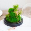 Preserved Moss Micro-Landscape Terrarium for Home Garden Office Tabletop Decoration