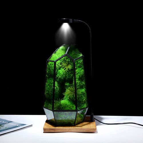 Moss Art Moss Plant Real Natural Stabilized Preserved Moss Terrarium for Decoration