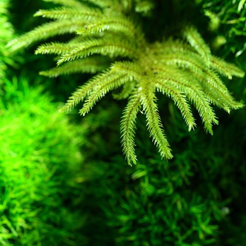 Moss Art Moss Plant Real Natural Stabilized Preserved Moss Terrarium for Decoration
