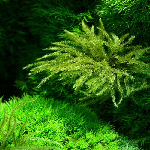 Moss Art Moss Plant Real Natural Stabilized Preserved Moss Terrarium for Decoration