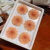 Natural Real Dried Flowers Gerbera Preserved Daisy Sunflower Flower Heads,6-7cm