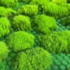 Preserved bun moss pole moss for terrarium plants