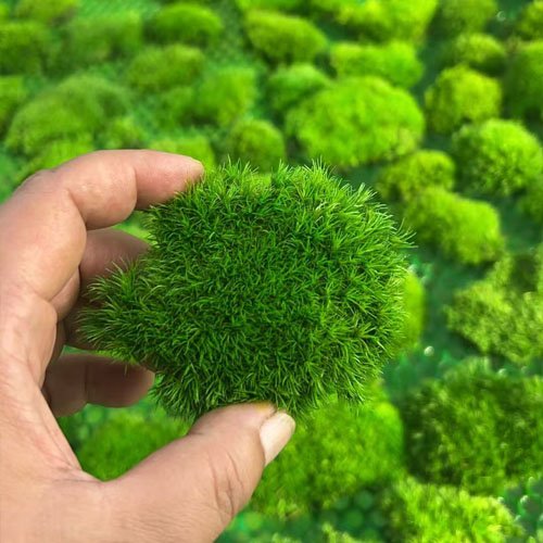 Preserved bun moss pole moss for terrarium plants