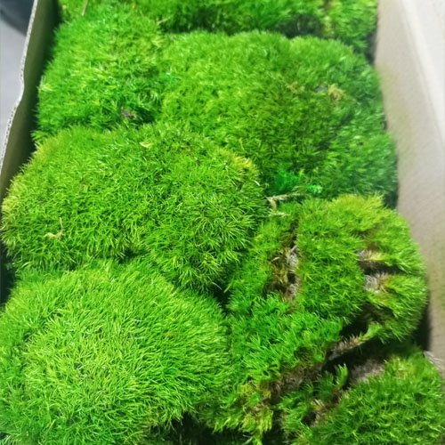 Preserved bun moss pole moss for terrarium plants