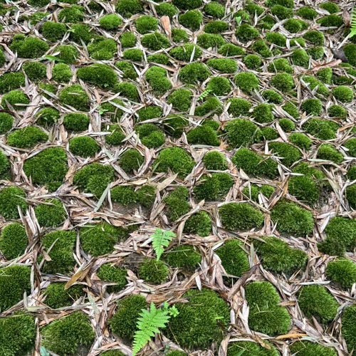 Preserved bun moss pole moss for terrarium plants