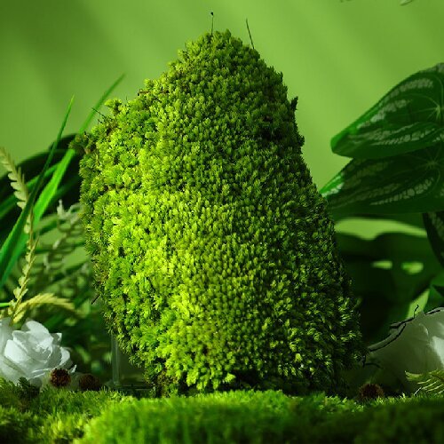 白发藓天然主图1 Natural Preserved Bun Moss for Decorative Terrariums Gardening Art Wall Decor