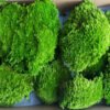 白发藓天然主图2 Natural Preserved Bun Moss for Decorative Terrariums Gardening Art Wall Decor