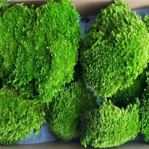 白发藓天然主图2 Natural Preserved Bun Moss for Decorative Terrariums Gardening Art Wall Decor