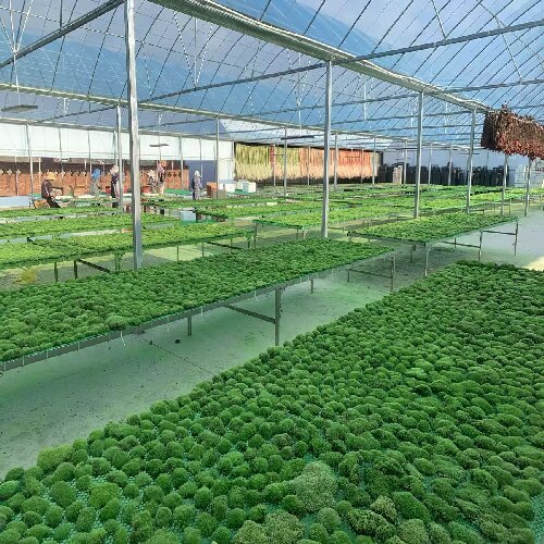 白发藓天然主图3 Natural Preserved Bun Moss for Decorative Terrariums Gardening Art Wall Decor