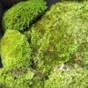 白发藓天然主图5 Natural Preserved Bun Moss for Decorative Terrariums Gardening Art Wall Decor