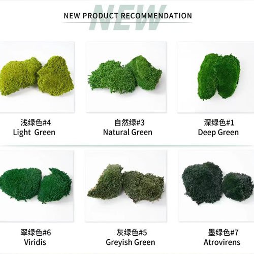 白发藓天然主图6 Natural Preserved Bun Moss for Decorative Terrariums Gardening Art Wall Decor
