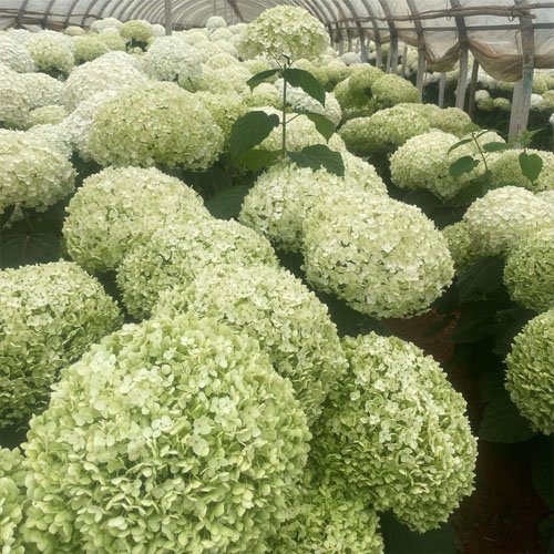 Dried Flower Preserved Hydrangeas with Stem for Wedding Decoration Flower Arrangements