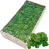 Preserved Moss for Plant Wall Micro-Landscape Decoration DIY Floral Materials Reindeer Moss