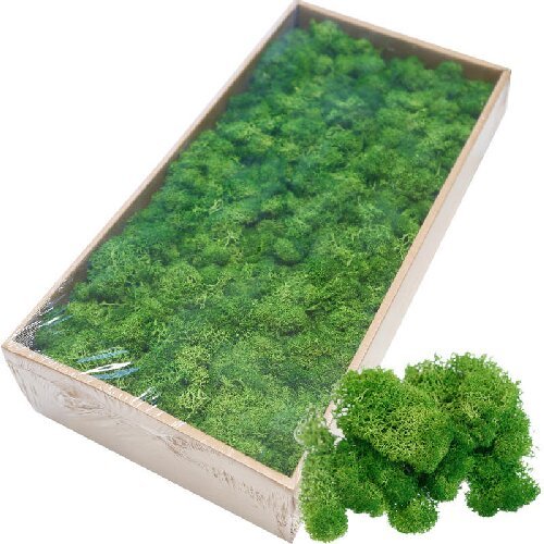 Preserved Moss for Plant Wall Micro-Landscape Decoration DIY Floral Materials Reindeer Moss