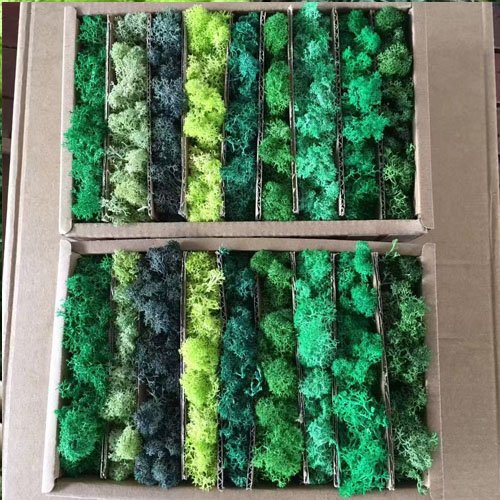 Preserved Moss for Plant Wall Micro-Landscape Decoration DIY Floral Materials Reindeer Moss
