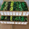 Preserved Moss for Plant Wall Micro-Landscape Decoration DIY Floral Materials Reindeer Moss