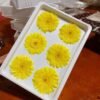 Natural Real Dried Flowers Gerbera Preserved Daisy Sunflower Flower Heads,6-7cm