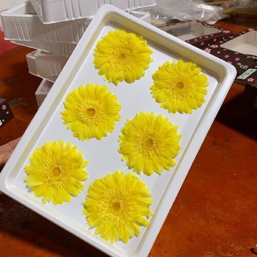 Natural Real Dried Flowers Gerbera Preserved Daisy Sunflower Flower Heads,6-7cm